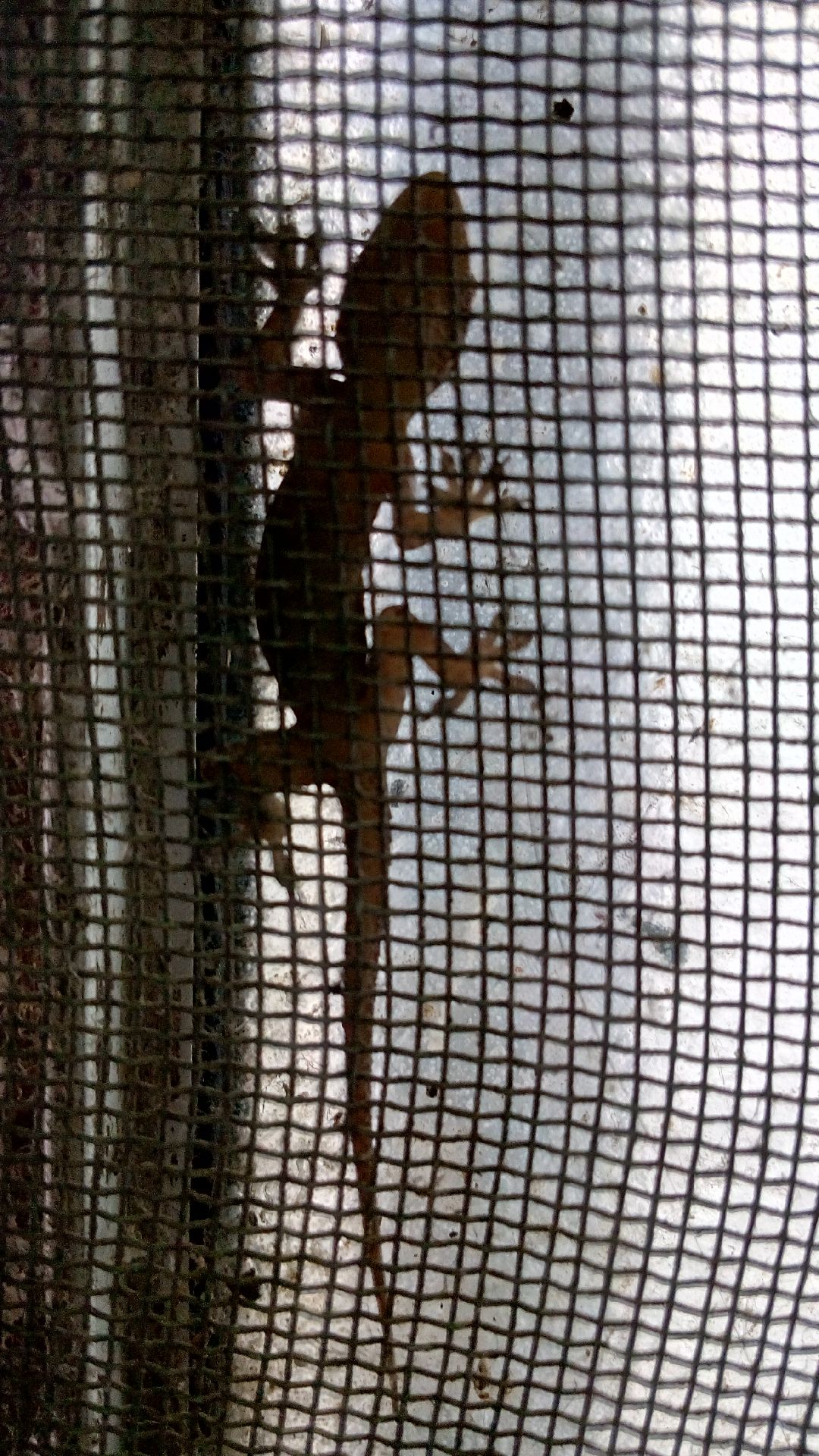 Lizard