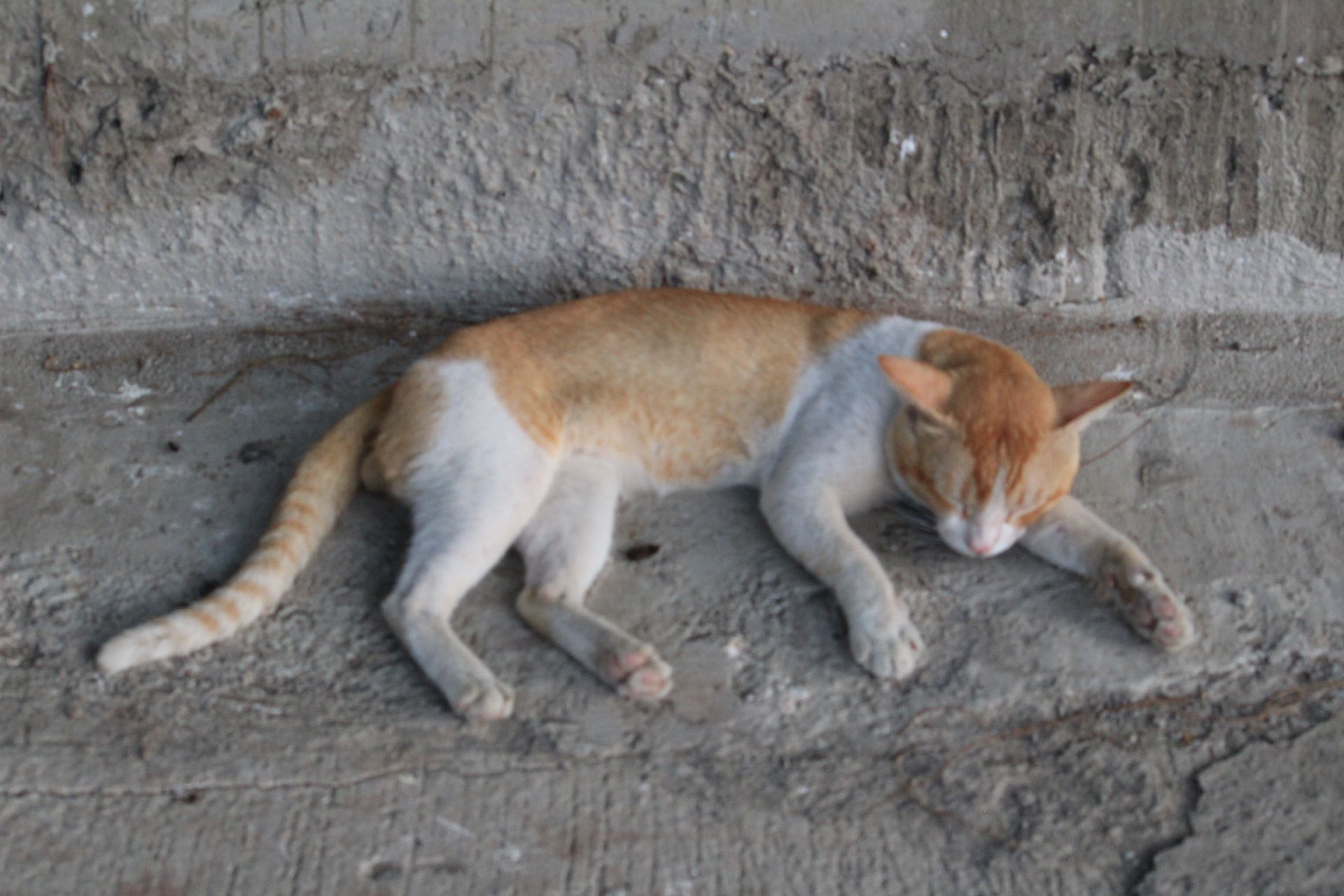 Runaway cat