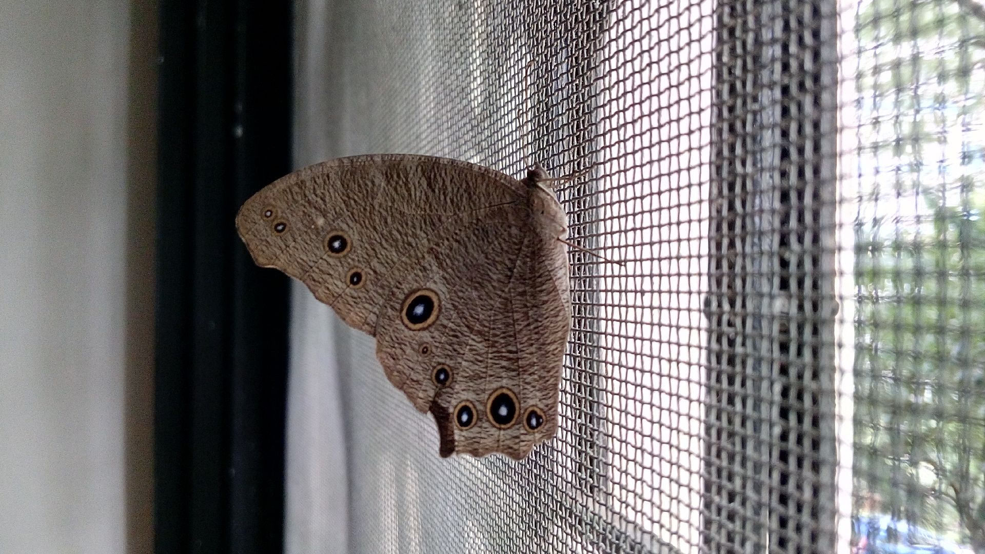 Moth
