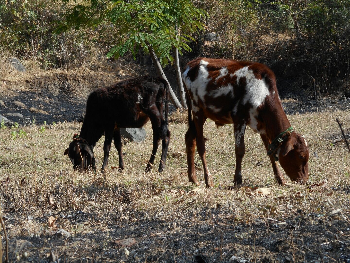 Me vs cows