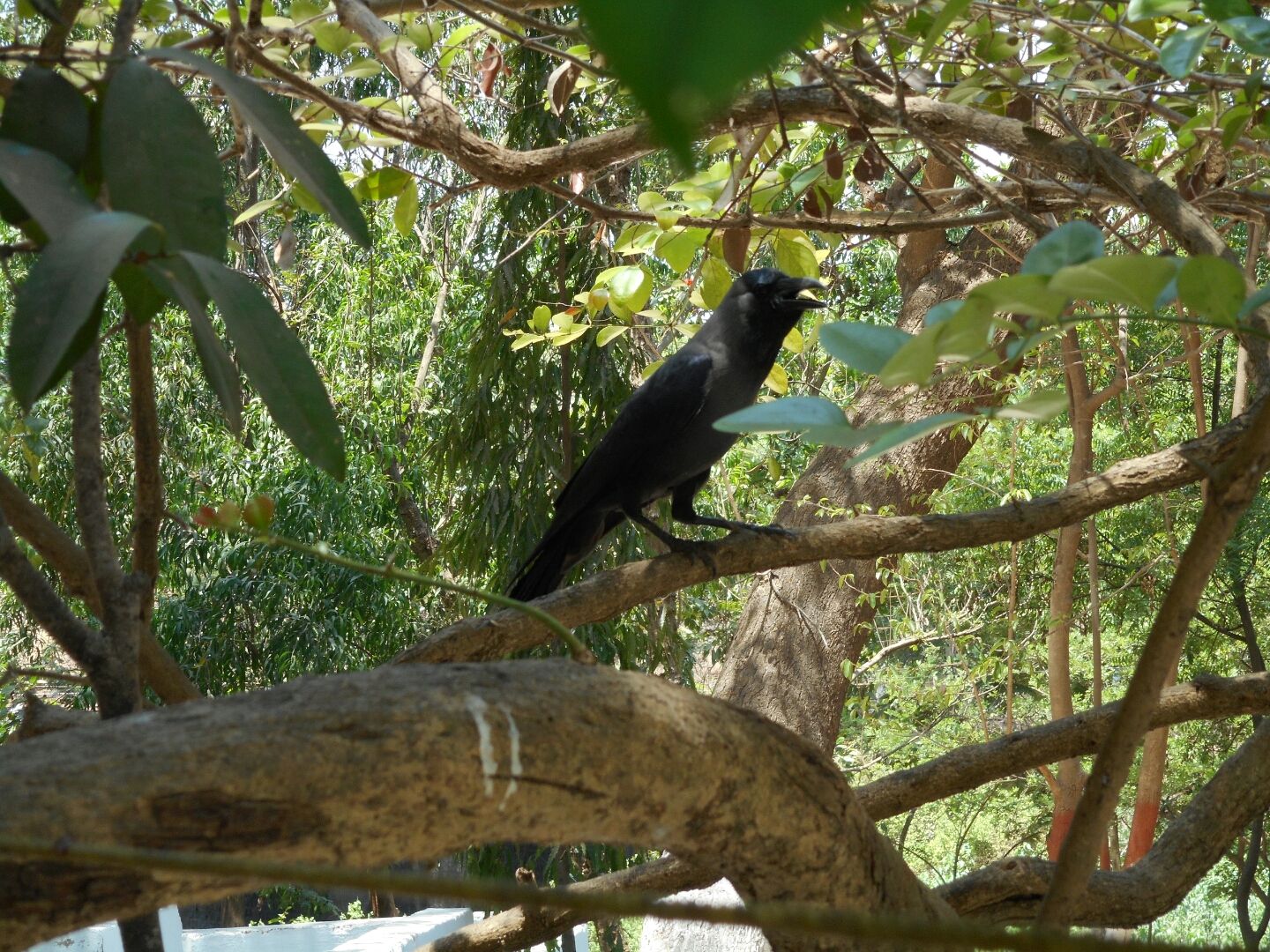 The crow