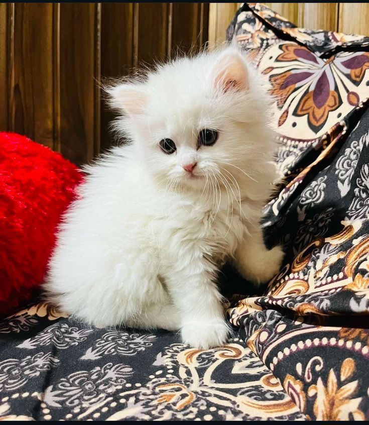 The Little Creature That Owns The House