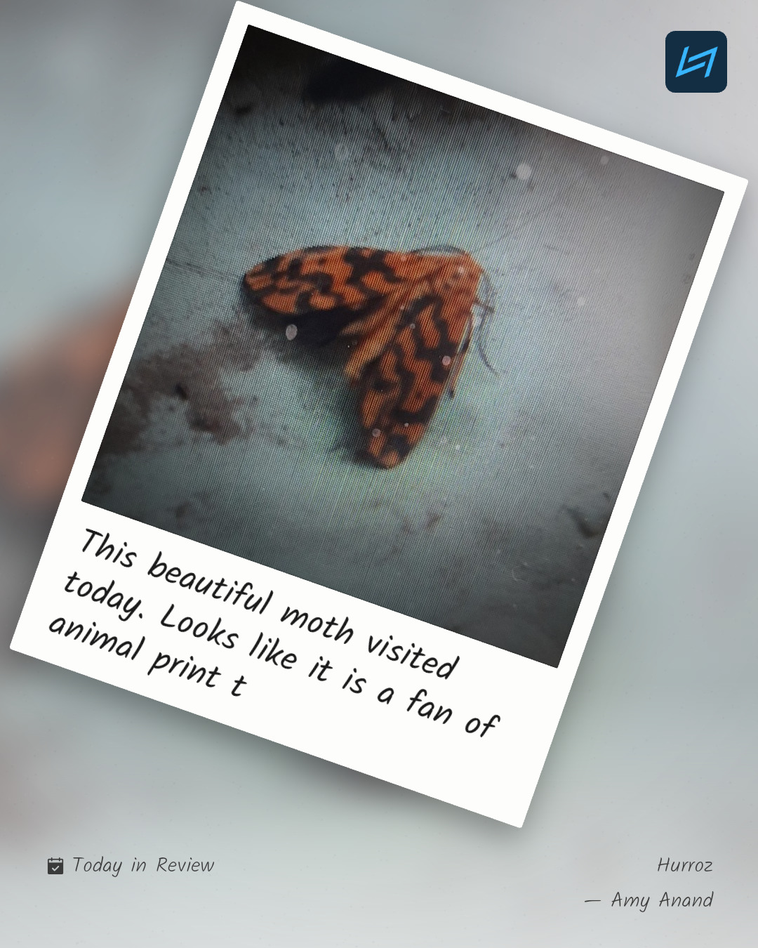 This beautiful moth visited today. Looks like it is a fan of animal print t