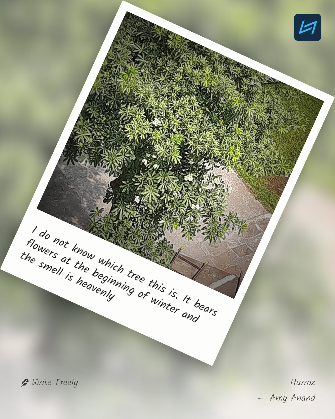 I do not know which tree this is. It bears flowers at the beginning of winter and the smell is heavenly