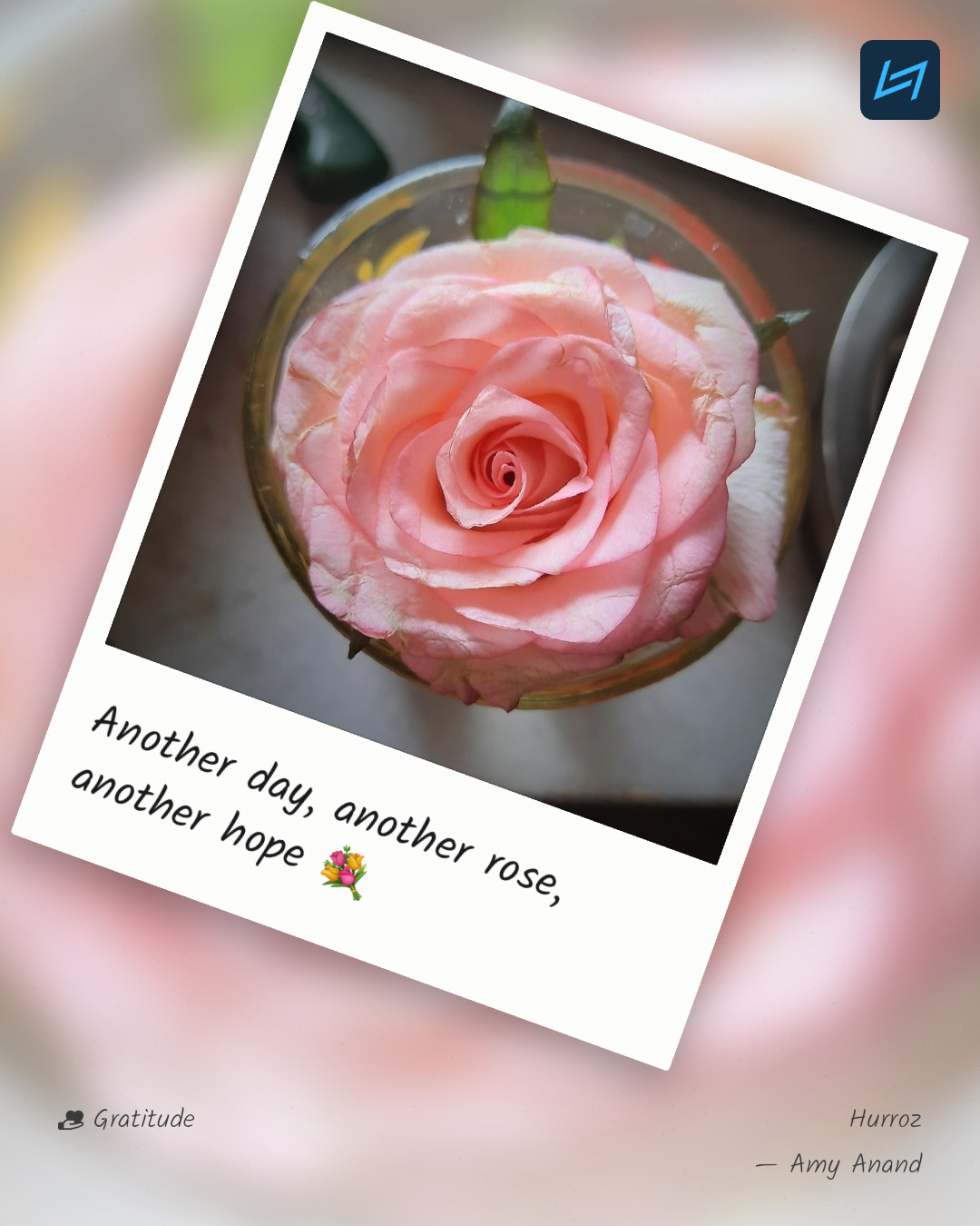 Another day, another rose, another hope 💐