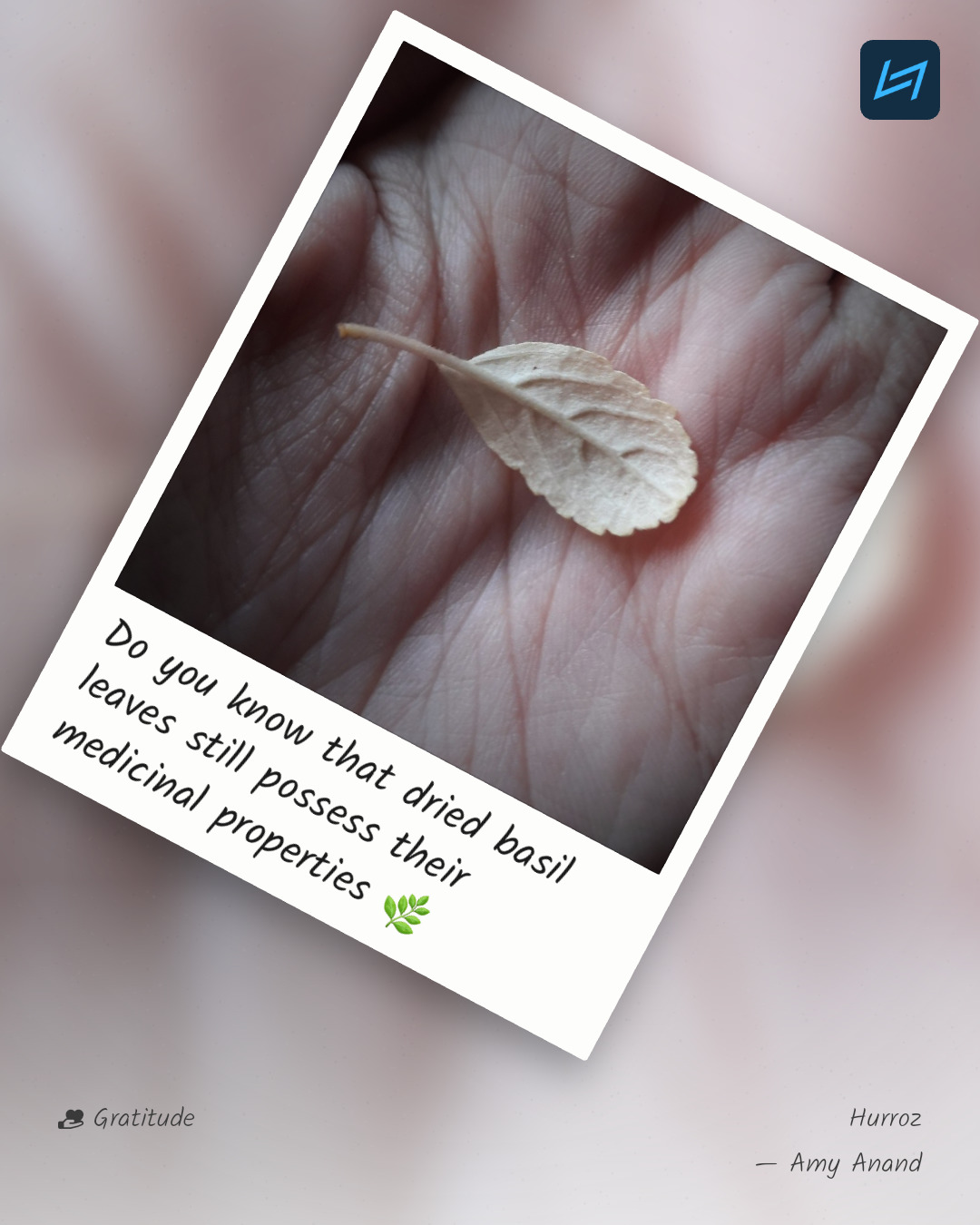 Do you know that dried basil leaves still possess their medicinal properties 🌿