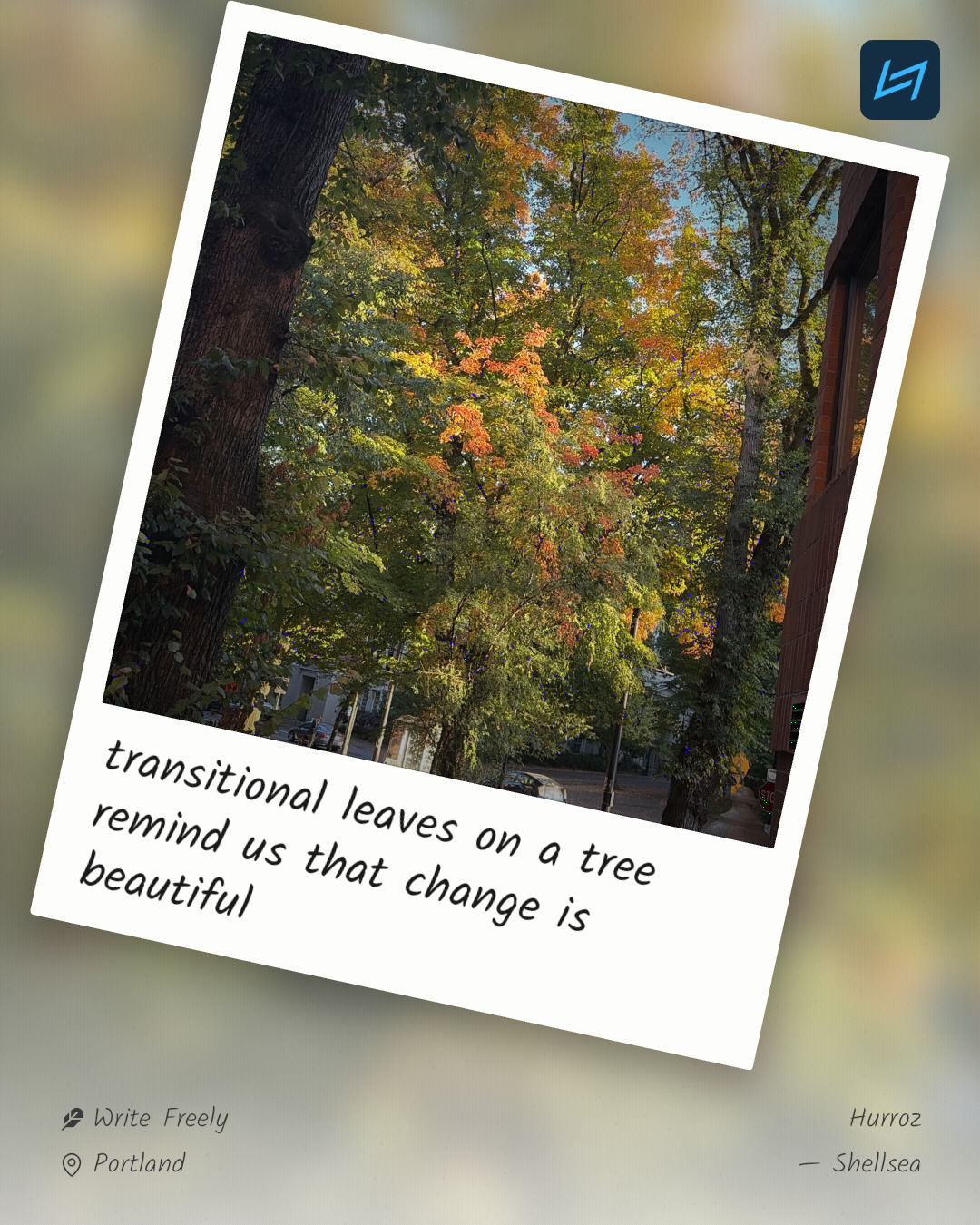 transitional leaves on a tree remind us that change is beautiful
