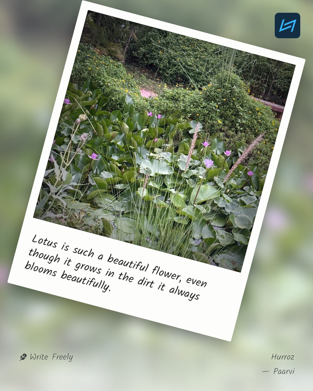 Lotus is such a beautiful flower, even though it grows in the dirt it always blooms beautifully.