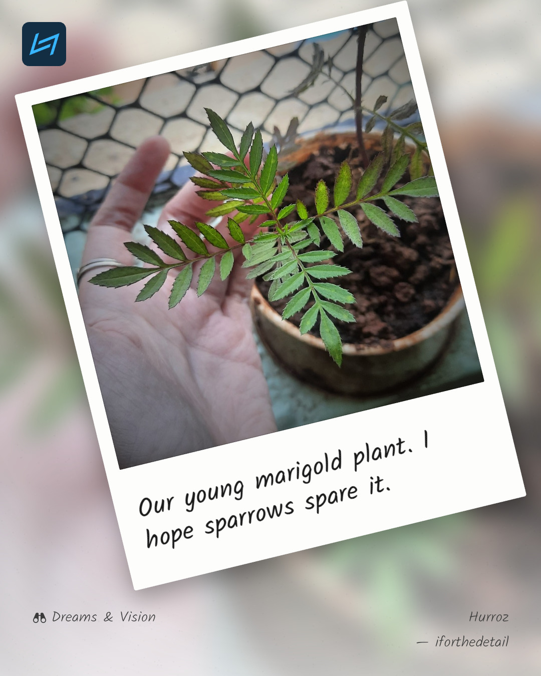 Our young marigold plant. I hope sparrows spare it.
