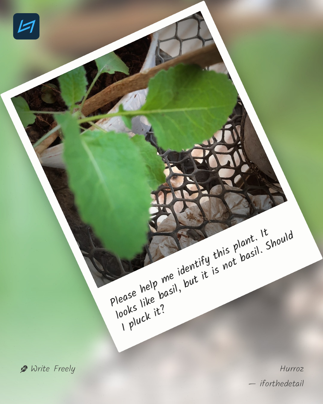 Please help me identify this plant. It looks like basil, but it is not basil. Should I pluck it?