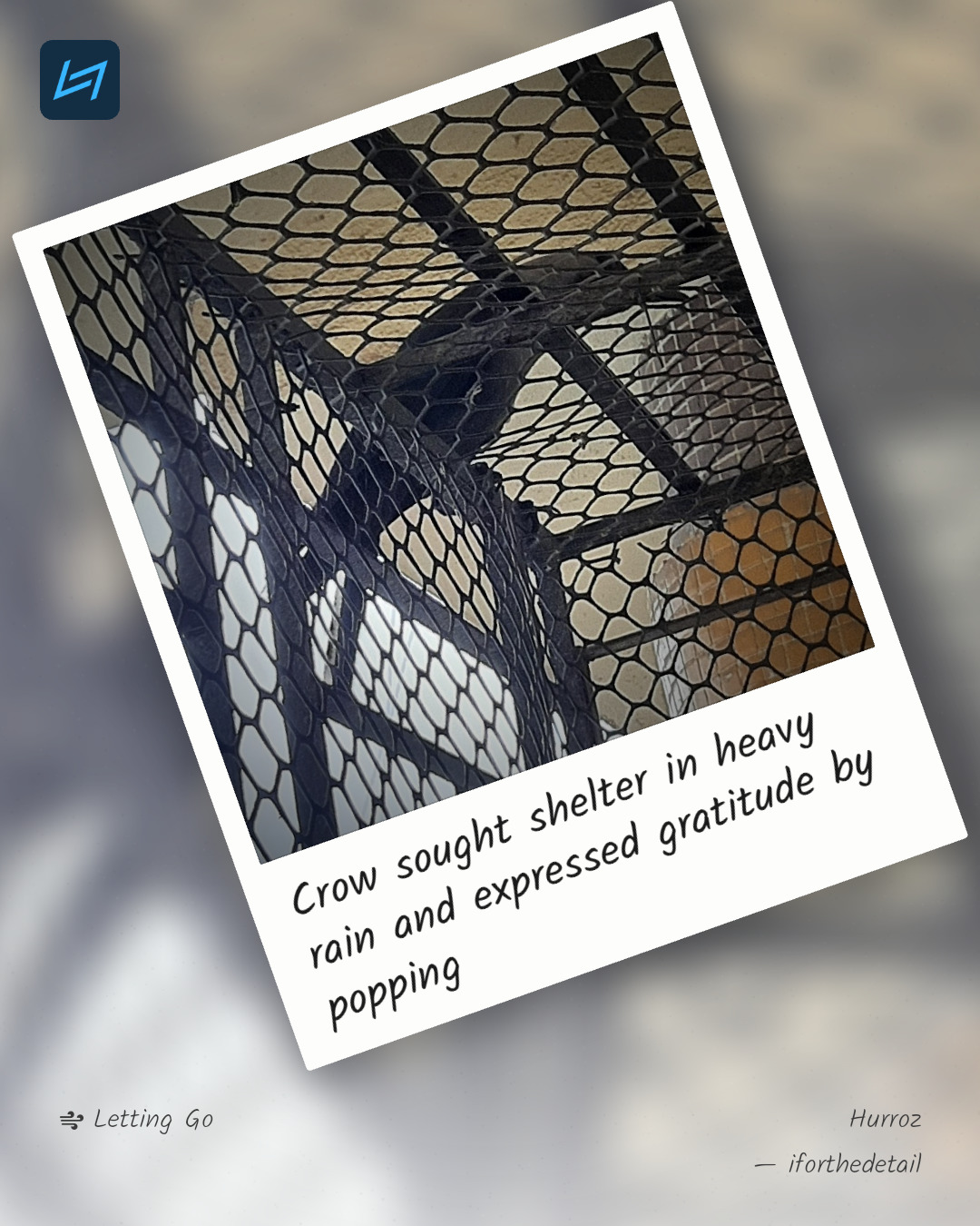 Crow sought shelter in heavy rain and expressed gratitude by popping
