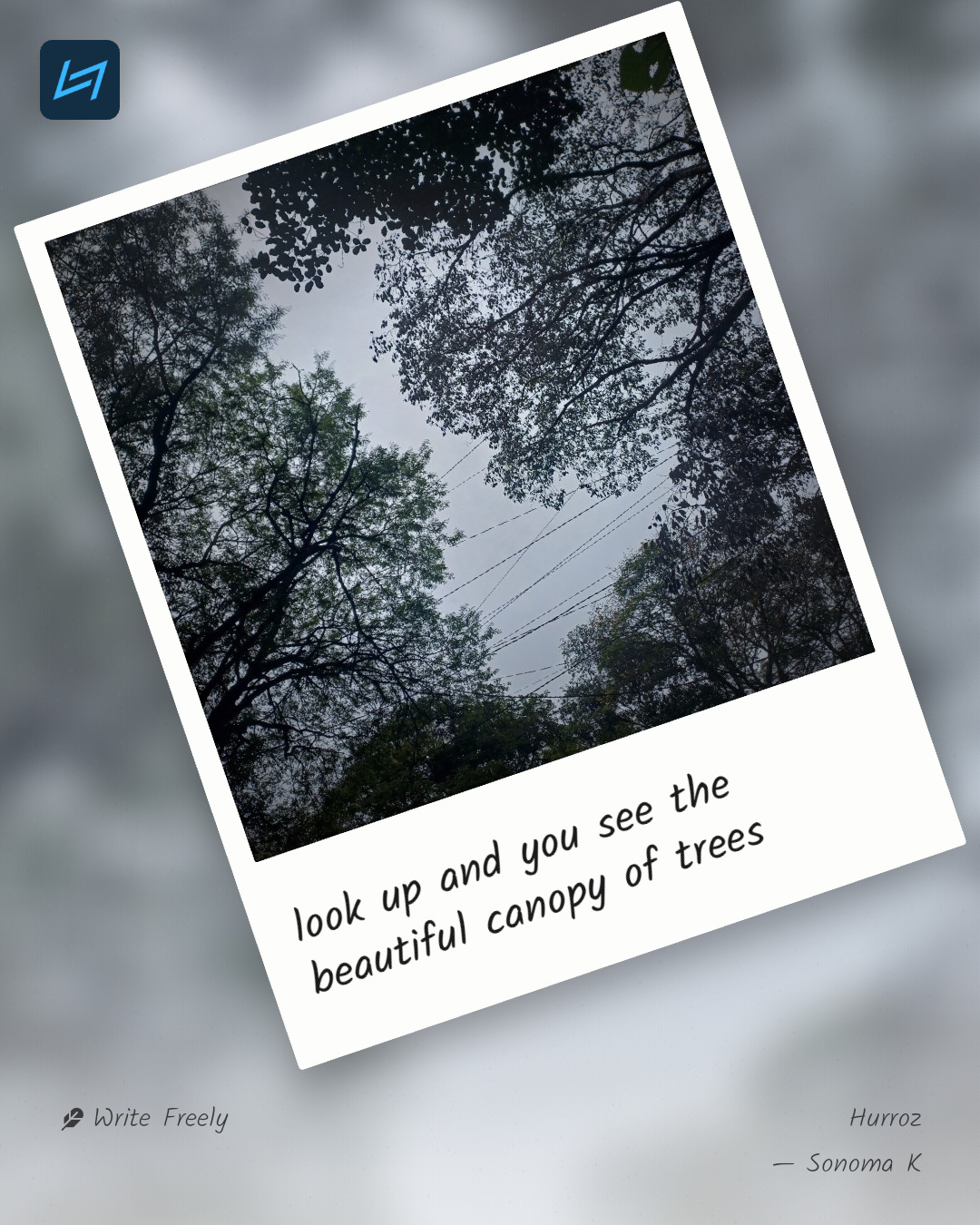 look up and you see the beautiful canopy of trees