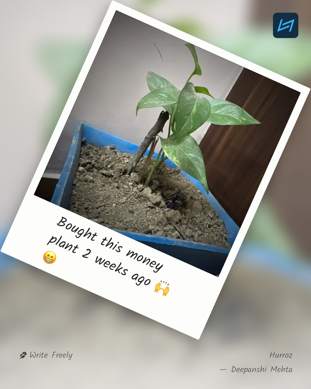 Bought this money plant 2 weeks ago 🙌😁