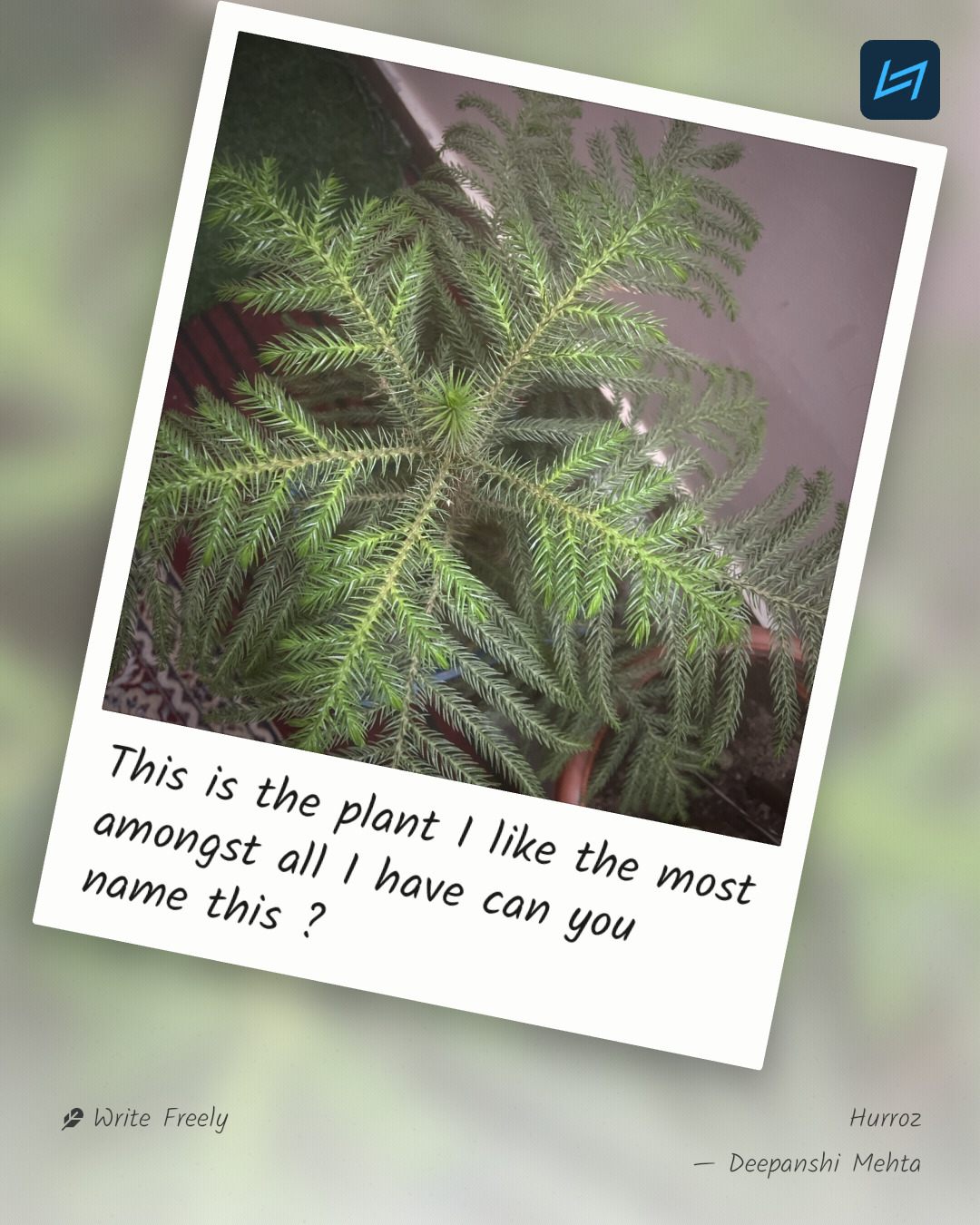 This is the plant I like the most amongst all I have can you name this ?