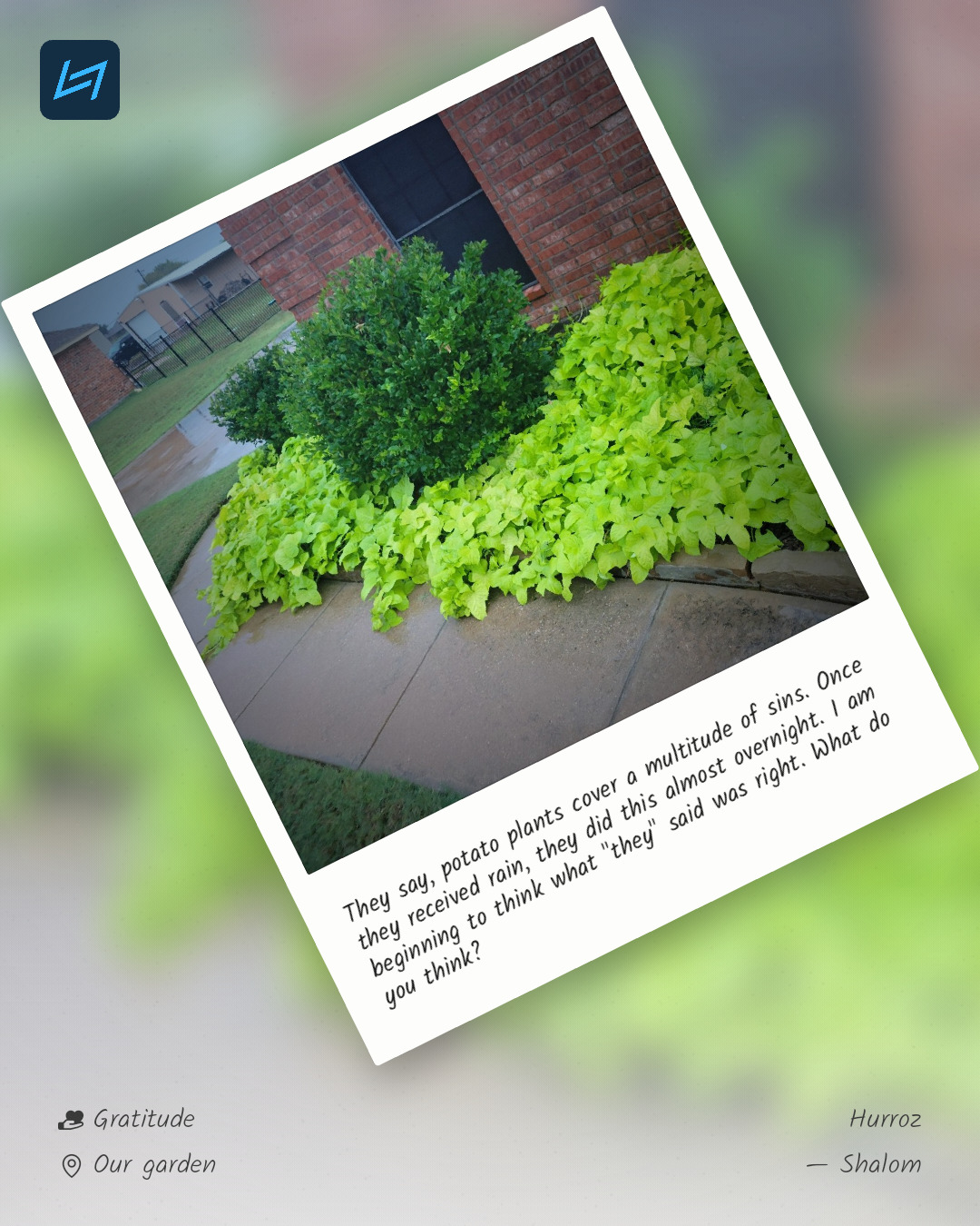 They say, potato plants cover a multitude of sins. Once they received rain, they did this almost overnight. I am beginning to think what "they" said was right. What do you think?