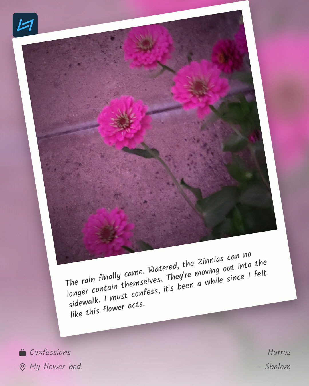 The rain finally came. Watered, the Zinnias can no longer contain themselves. They're moving out into the sidewalk. I must confess, it's been a while since I felt like this flower acts.