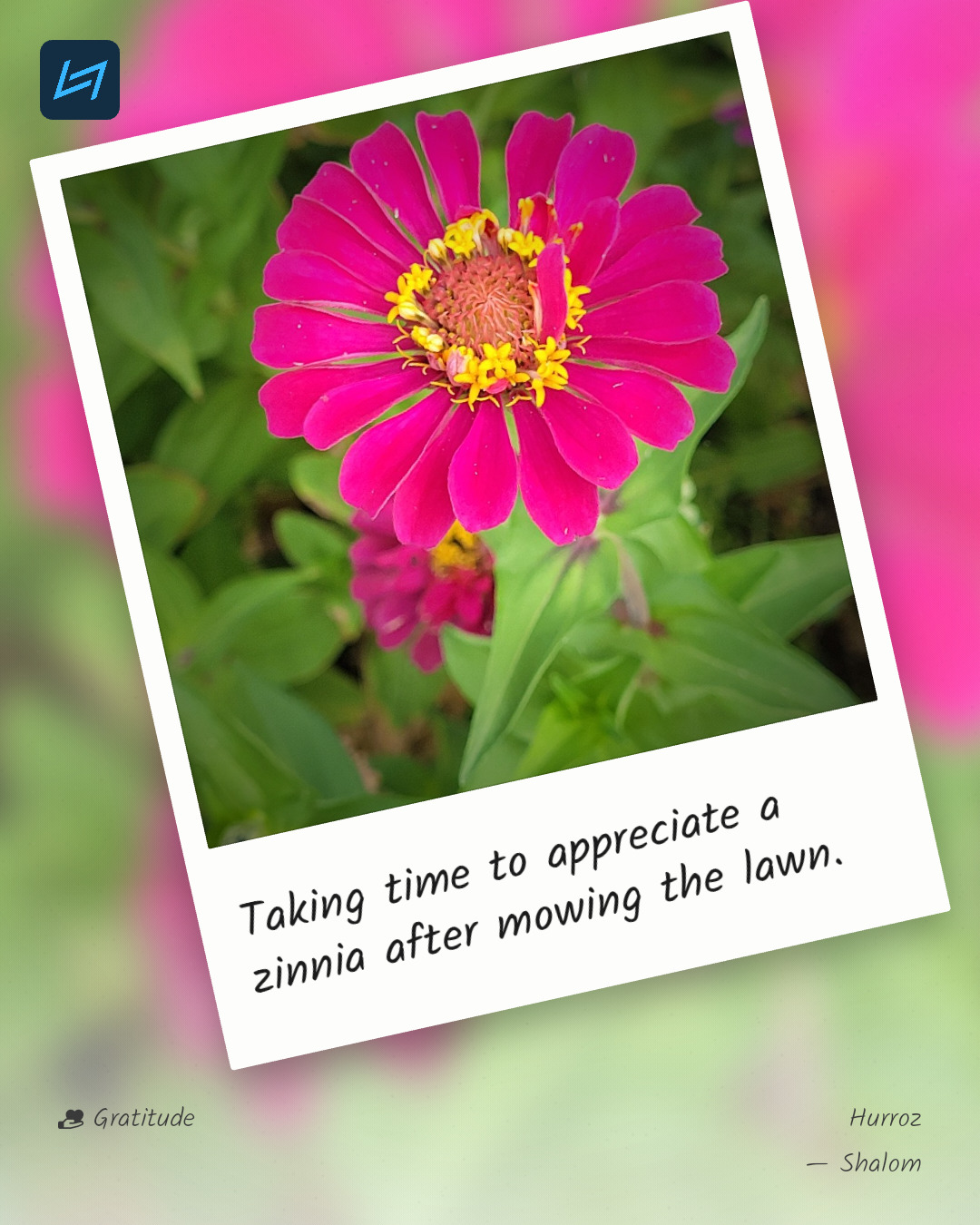 Taking time to appreciate a zinnia after mowing the lawn.