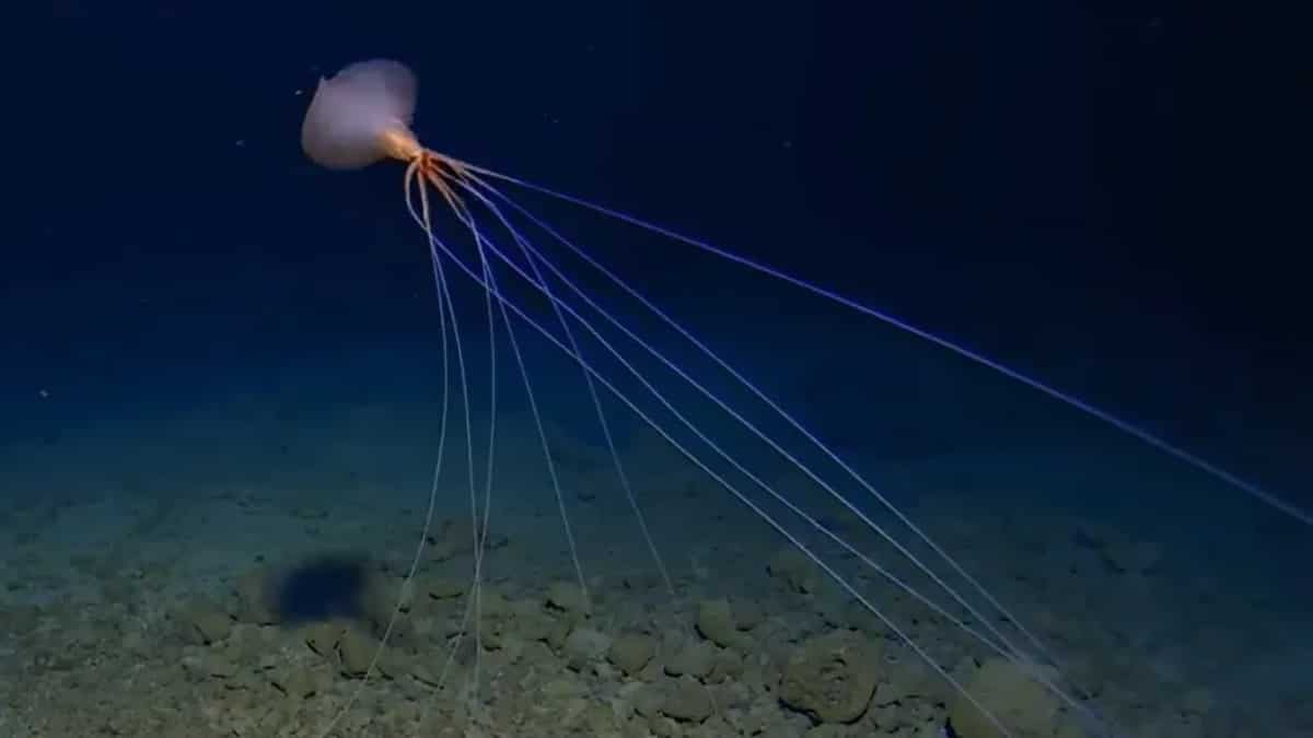 The Hidden World Of Deep Sea-Creatures
