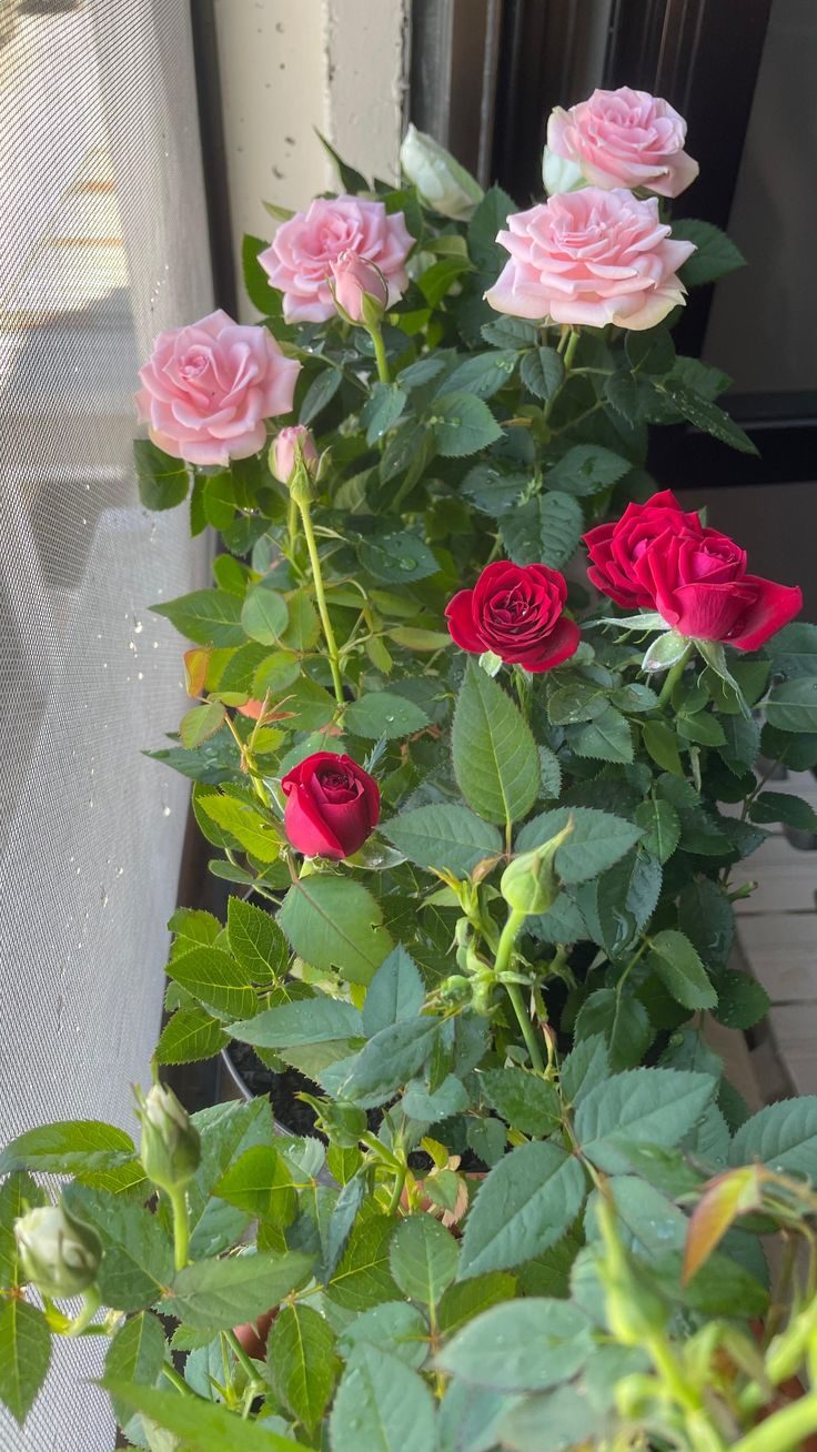 The roses that quietly bloomed on my balcony