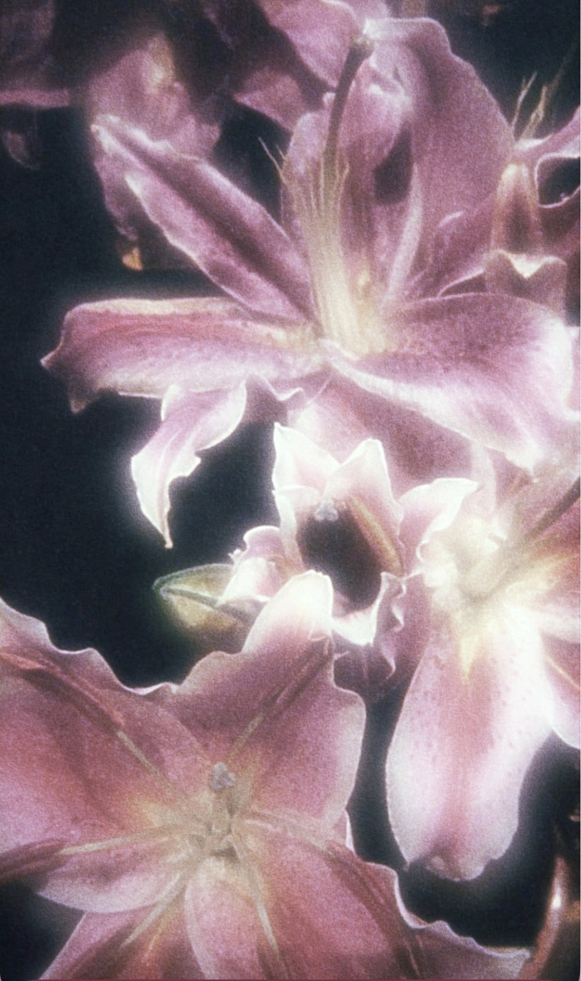 The Day My Family Declared War on a Pressure Cooker