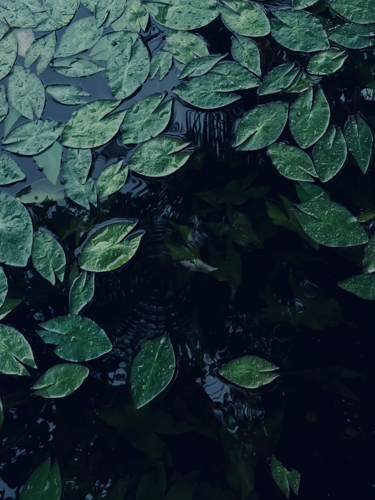Shades of silence