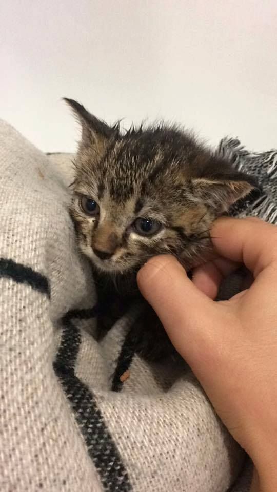 The Cat I Couldn't Leave Behind 🐈