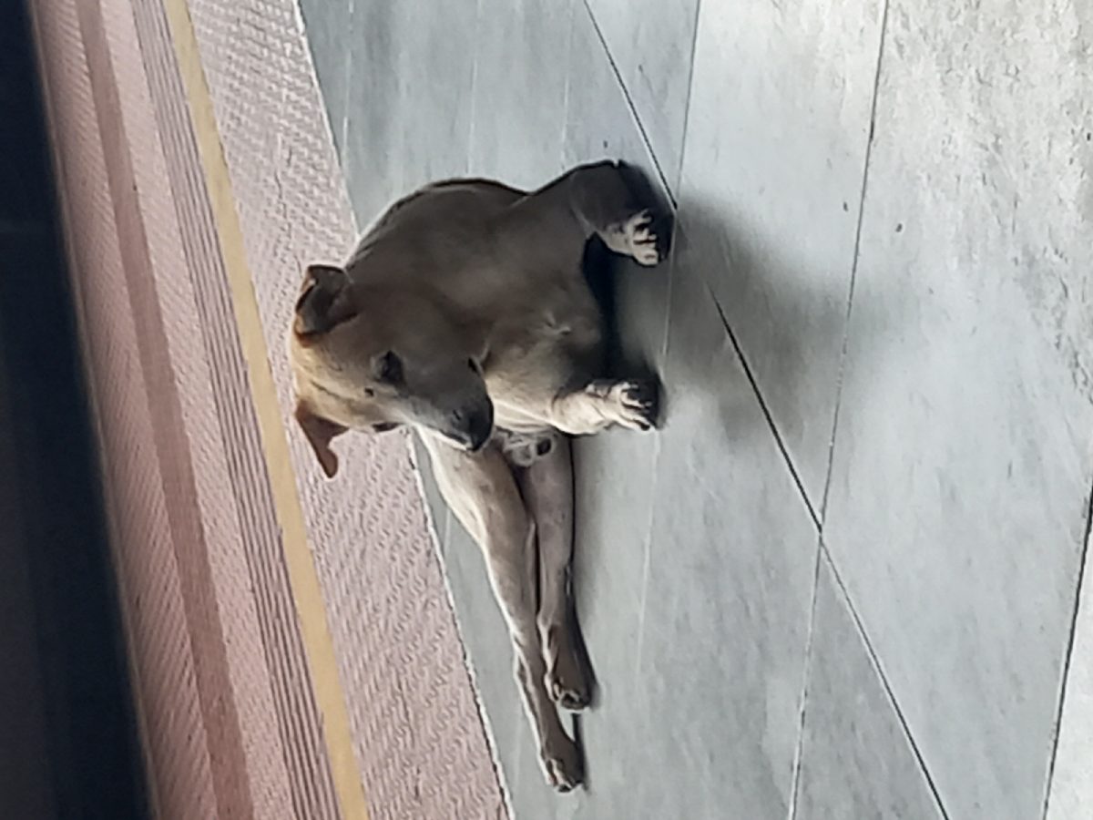 A dog 🐕 thoughts 💭