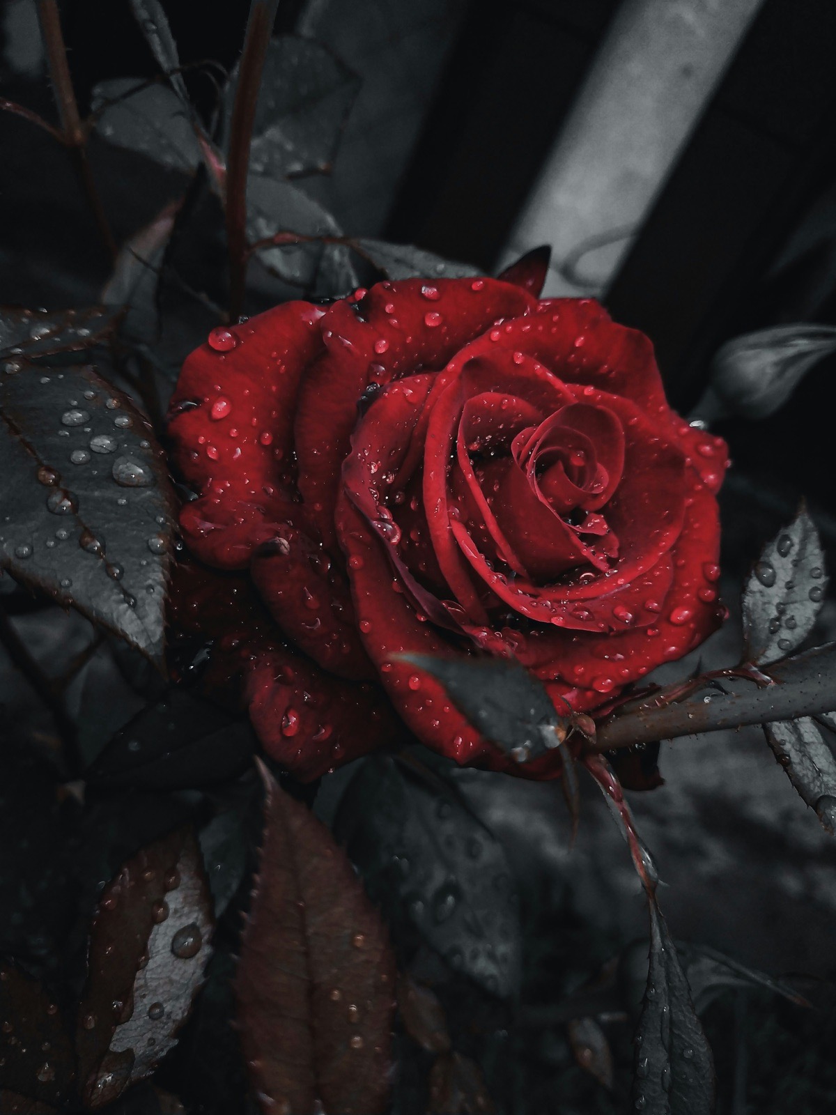 The Roses