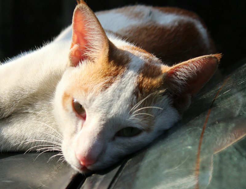 Dad cat