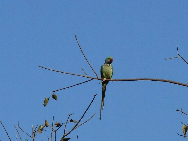 Parakeets