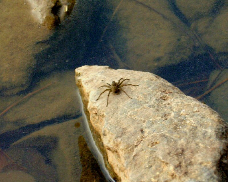 Spiders