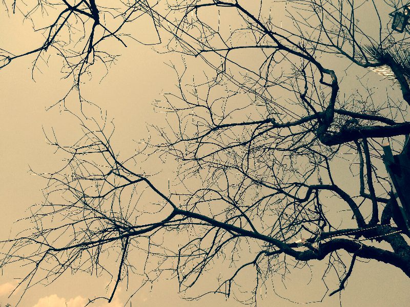 Sparrow's nest