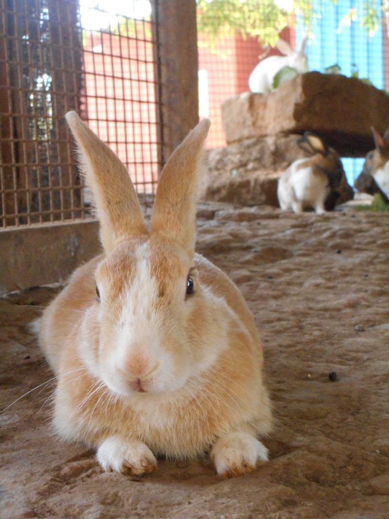 Bunny