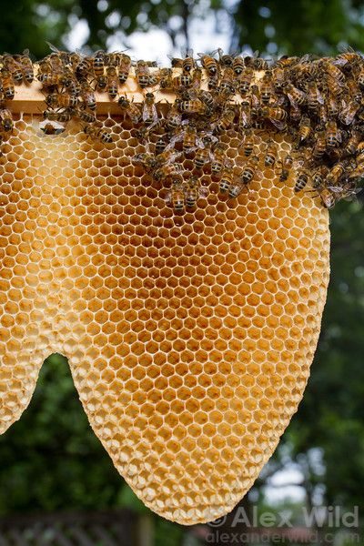Honeycomb