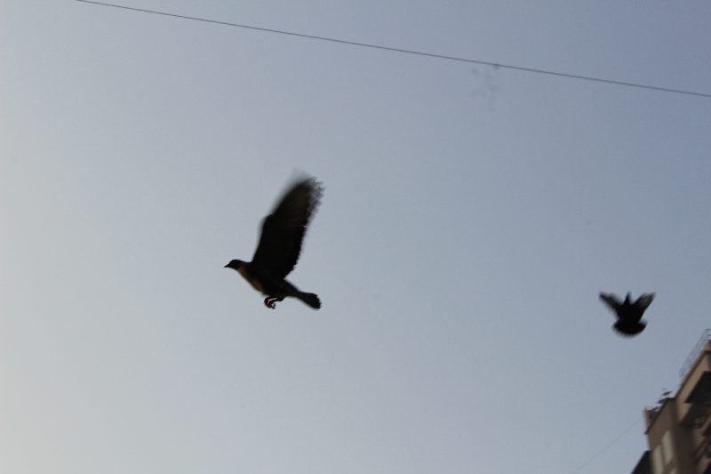 Munia