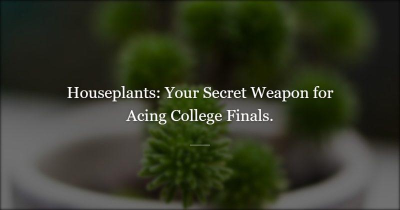 The College Student Whose Houseplants Helped Her Pass Finals